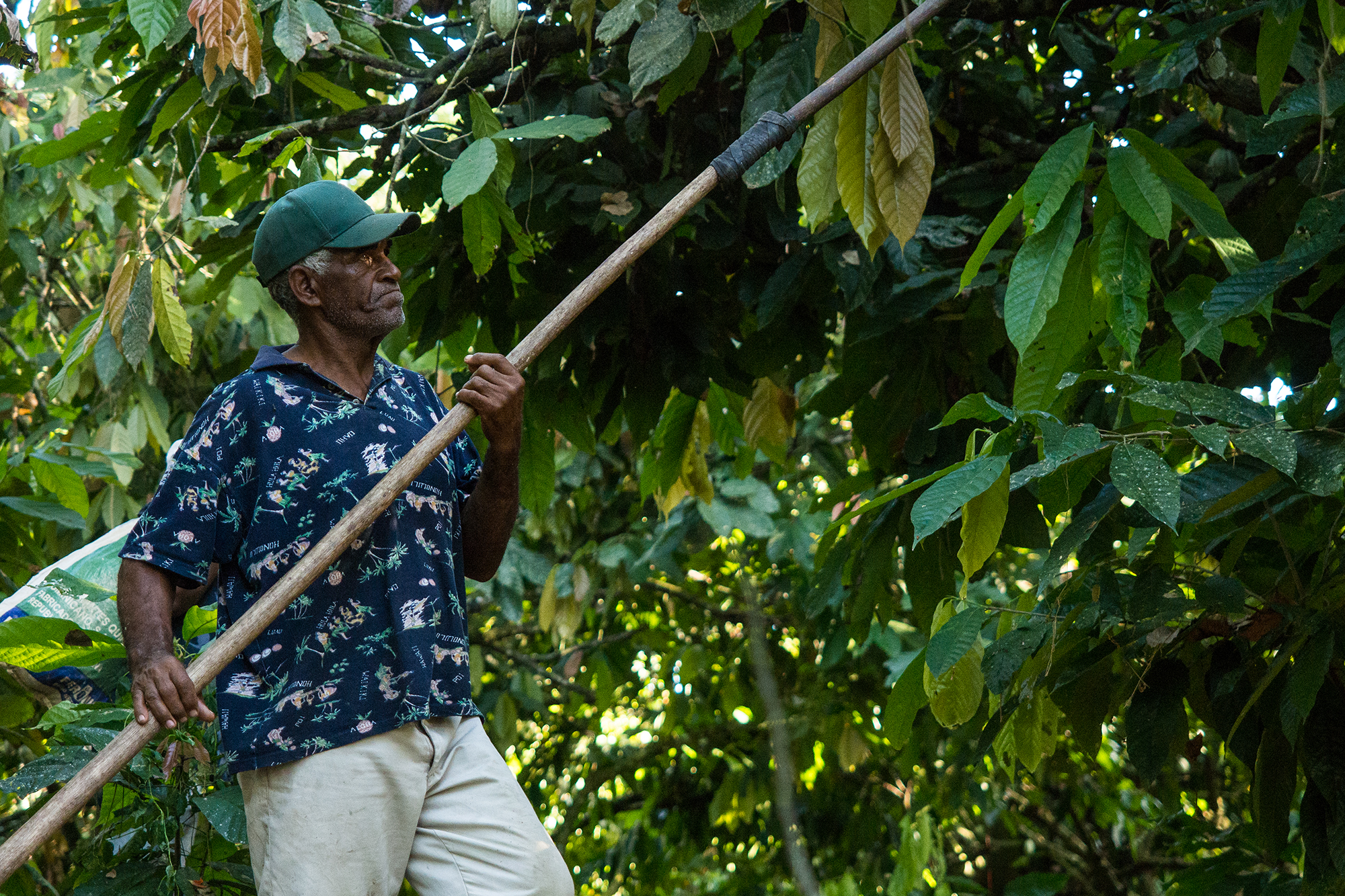 Direkt vom Ursprung: Warum Santana Fruits den Zwischenhandel für Premium-Kakao revolutioniert